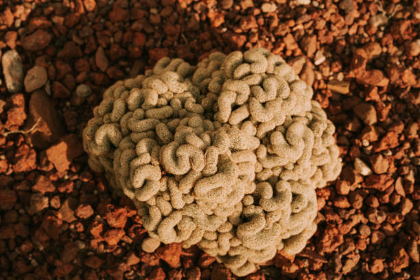 closeup image of brain cactus or mammillaria elongata cristata in botanic garden - mammillaria cactus imagens e fotografias de stock