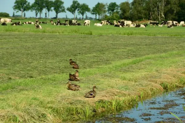 Photo of Mallard duck in pasture.