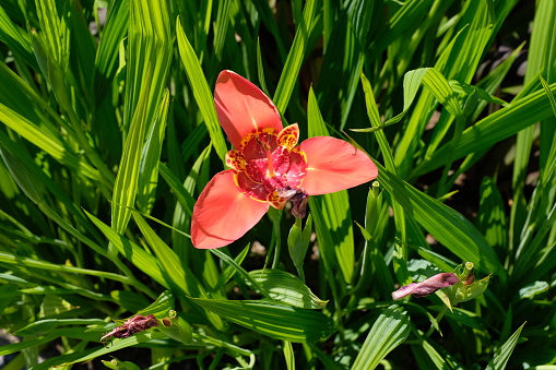 Surrey, England - July 18, 2021: Tigridia pavonia is a bulbous perennial from the iris family Iridaceae.  It has three petals with a contrasting centre, and this particular plant has orange/red petals.  The photograph was taken in high summer with bright sunshine casting shadows on the ribbed green leaves.