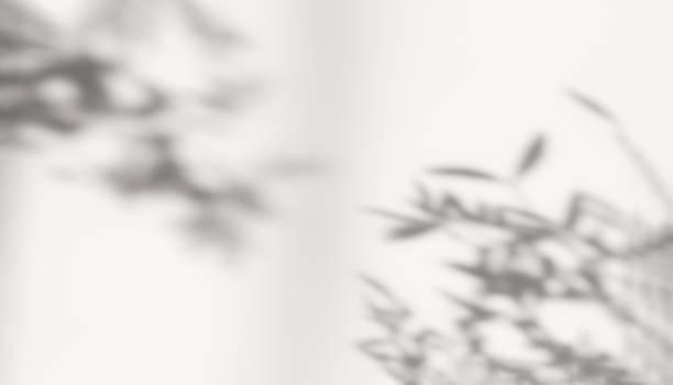 istock Abstract silhouette shadow white background of natural leaves tree branch falling on wall. 1389146501
