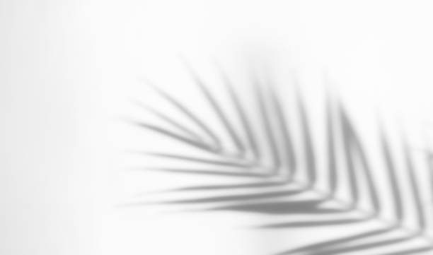istock Abstract silhouette shadow white background of natural leaves tree branch falling on wall. 1389146502