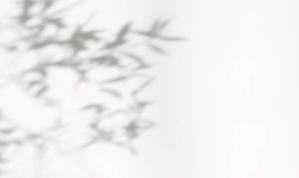 istock Abstract silhouette shadow white background of natural leaves tree branch falling on wall. 1389146520
