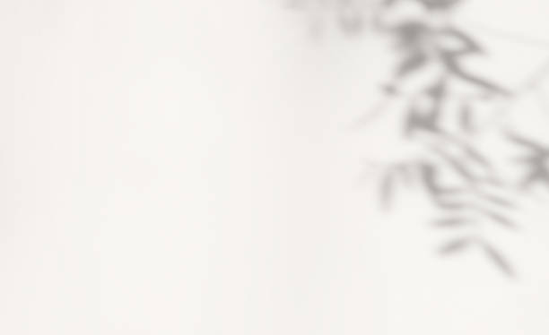 istock Abstract silhouette shadow white background of natural leaves tree branch falling on wall. 1389146523