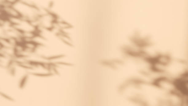 Abstract silhouette shadow white background of natural leaves tree branch falling on wall.