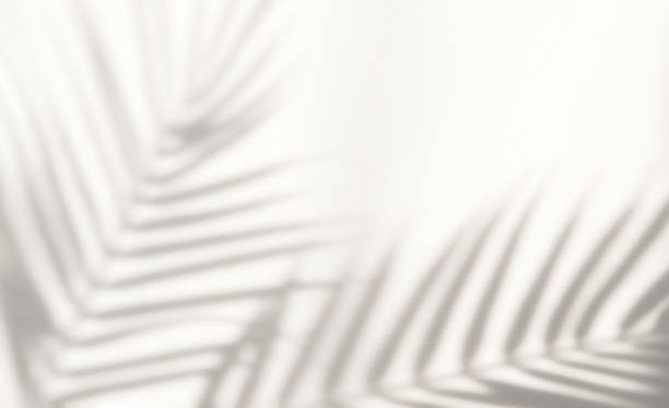 silhouette abstraite ombre fond blanc de feuilles naturelles branche d’arbre tombant sur le mur. - feuille de palmier photos et images de collection