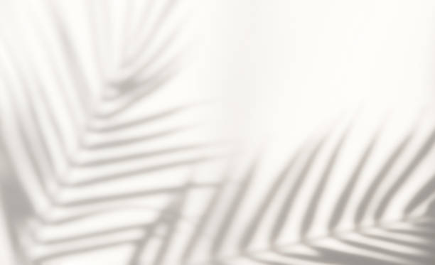 Abstract silhouette shadow white background of natural leaves tree branch falling on wall. Abstract silhouette shadow white background of natural leaves tree branch falling on wall. Transparent blurry shadow of tropical leaves morning sun light. palmtree stock pictures, royalty-free photos & images