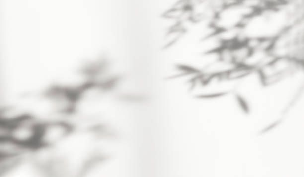 istock Abstract silhouette shadow white background of natural leaves tree branch falling on wall. 1389146536