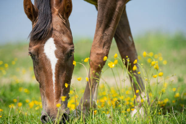 Horse eating grass and buttercups in a green meadow