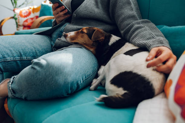 istock Woman using smartphone while her dog is lying on her leg at home 1389147520