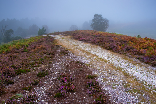 Wide angle view of misty foggy morning and late summer heather at Rockford Common, New Forest National Park, Hampshire, England, UK
