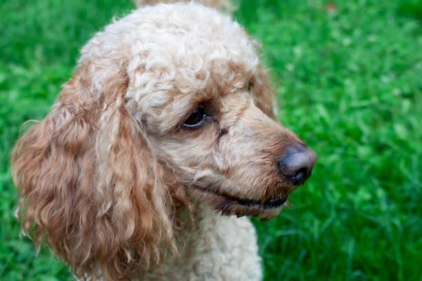 istock Medium apricot colored poodle lying on the grass. 1389147757