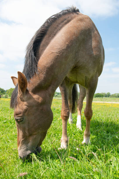 istock Horse in a meadow 1389147860