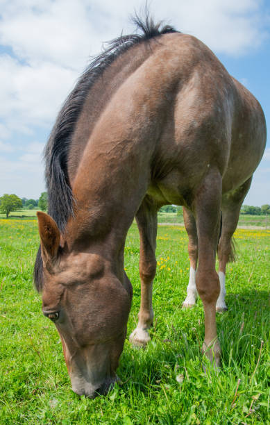 istock Horse in a meadow 1389147861
