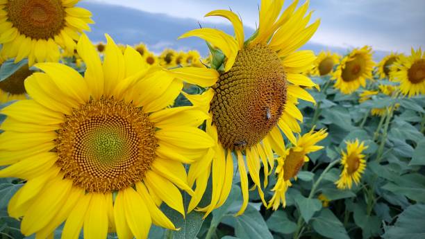 Yellow sunflower. Close up photo of beautiful flowers in the evening stock photo
