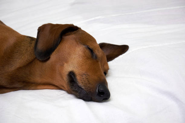 istock Dachshund lies on a white bed 1389149899