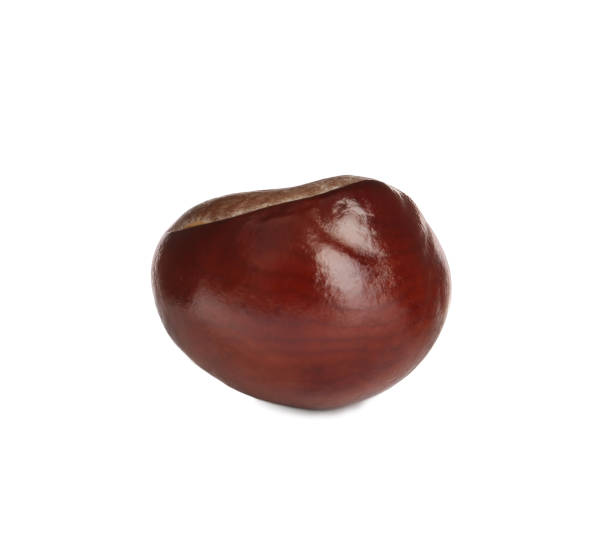 istock One brown horse chestnut isolated on white 1389149930