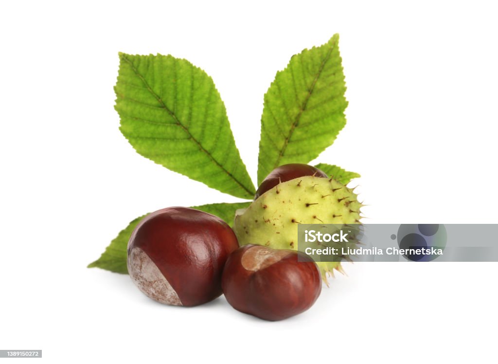 Horse chestnuts and tree leaf on white background Horse Chestnut Seed Stock Photo