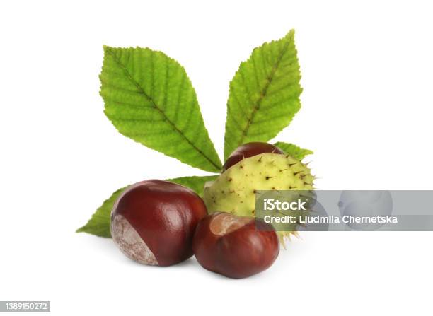 Horse Chestnuts And Tree Leaf On White Background Stock Photo - Download Image Now - Horse Chestnut Seed, Horse Chestnut Tree, Leaf