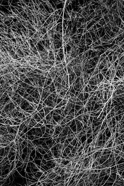 istock Australian pine tree Casuarina equisetifolia needles closeup. 1389151158