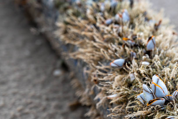 The shell named goose barnacles or gooseneck barnacle Lepas anserifera Linnea is commonly seen at the surface of driftwood on the seashore of pacific ocean area. Close-up.