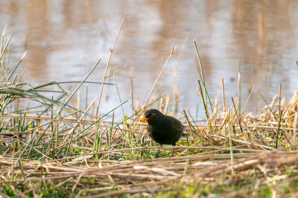 Blackbird on the ground foraging in Springtime, in Fowlmere nature reserve