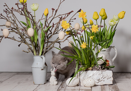 Flower pots full of beautiful scented Spring Flowers tulips pansies, and forget-me-nots a cheerful display for Spring.