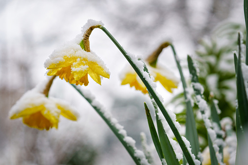 yellow daffodils in a pot on a background of snow. Spring, Easter concept.
