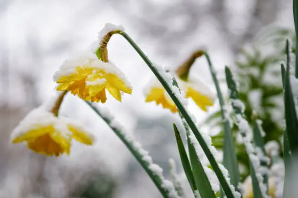 Photo of yellow daffodils in a pot on a background of snow. Spring, Easter concept