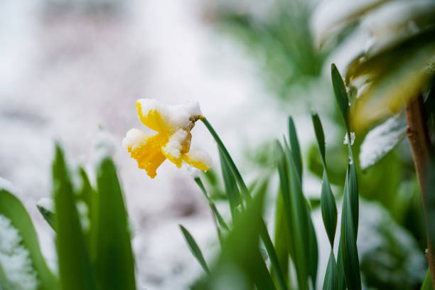 Crocus flower growing form snow. The beginning of spring. Nature