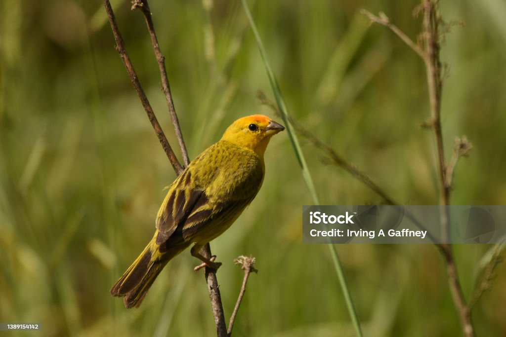 Saffron Finch. A Saffron Finch hangs onto a tree stem as it forages for insects. Finch Stock Photo