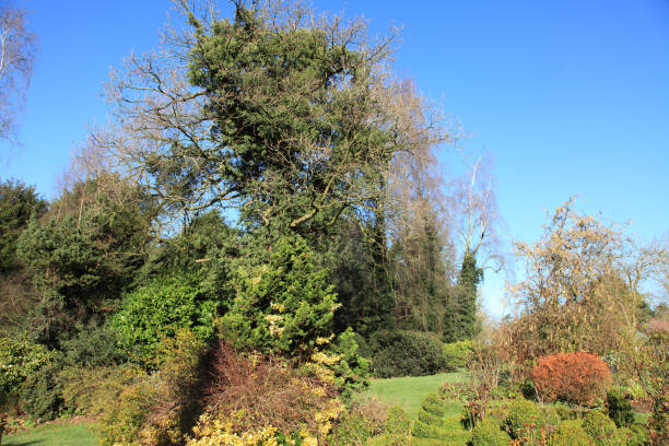 istock Trees in the garden 1389154526