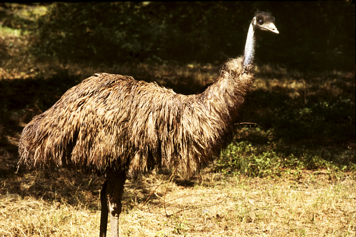 Emu in Delhi Zoo.( Photography in Delhi Zoo is not prohibited).