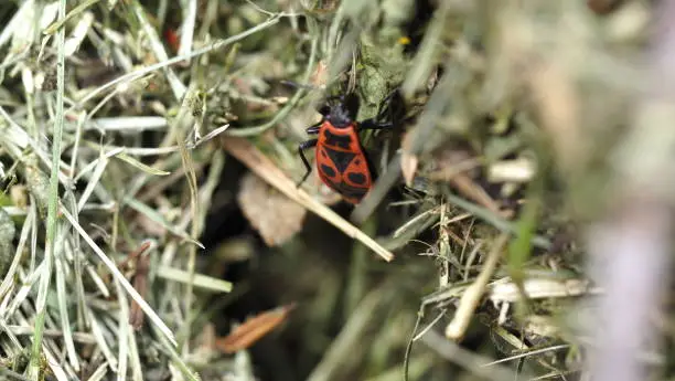 A firebeetle in the grass