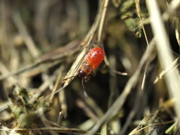 A young fire beetle