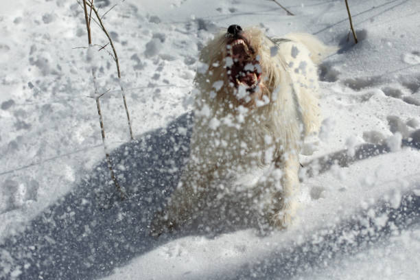 istock Dog plays in winter. Pet on walk. Dog is active. 1389154836