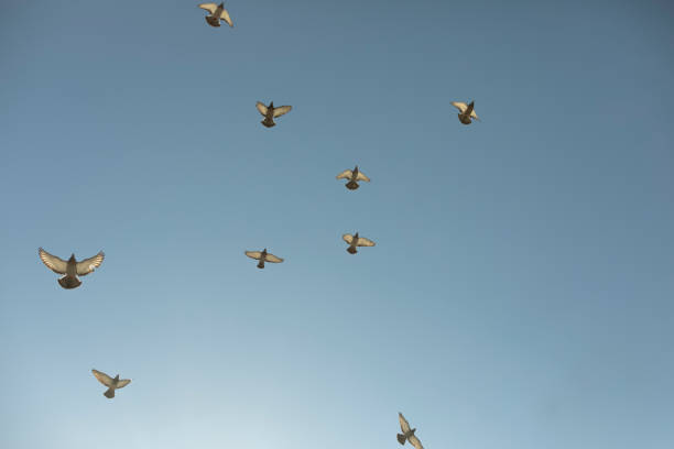 istock Pigeons fly against blue sky. Birds in city. 1389155477