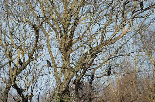 Cormorants on branches in a tree in the middle of a lake at sunset.