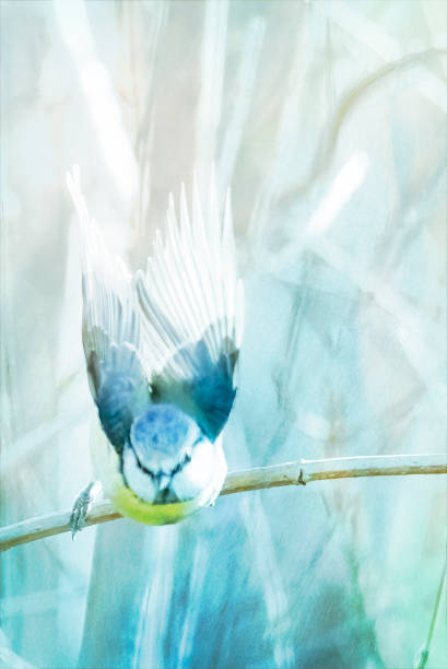 Blue Tit taking off from a branch on a bright winters day in England.  It is heavily post processed to give a surreal painterly effect.