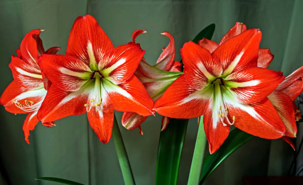 istock Large flowering amarillis or Hippeastrum 1389157166