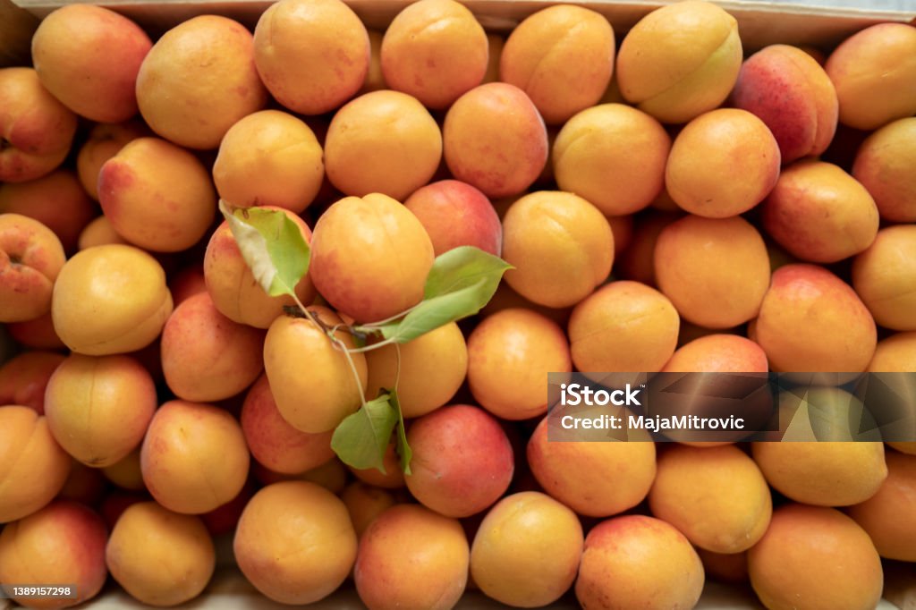 Fresh apricots Fresh apricots on wooden table Apricot Stock Photo