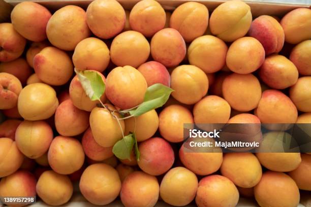 Fresh Apricots Stock Photo - Download Image Now - Apricot, White Color, Fruit
