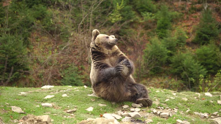 80+ Free Funny Animals & Animal Videos, HD & 4K Clips - Pixabay 80+ Free Funny Animals & Animal Videos, HD & 4K Clips - Pixabay