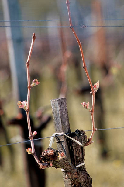 istock vine stock and buds 1389158073