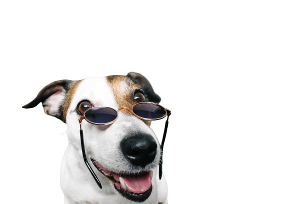 istock Jack Russell's muzzle with glasses funny, on a white background 1389160323