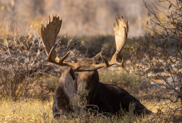 istock Bull Moose in Wyoming in Autumn 1389160498