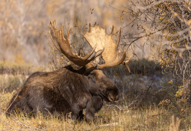 istock Bull Moose in Wyoming in Autumn 1389160500