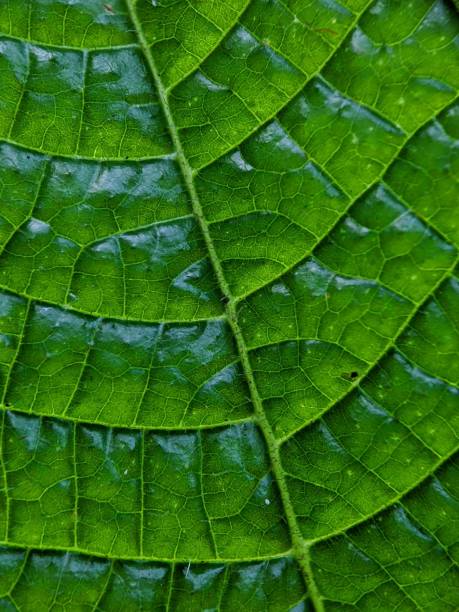 istock macro photography, leaf texture photo 1389161528