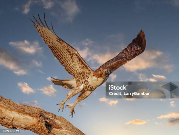 Red Tailed Hawk Takeoff Stock Photo - Download Image Now - Flying, Bird, Red-tailed Hawk