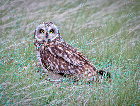 Littke owl looking