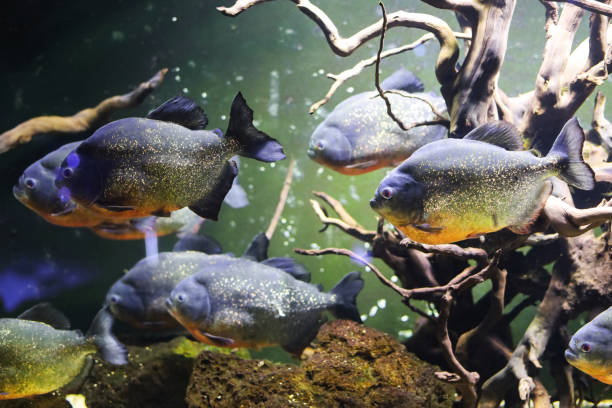 istock Piranha fish on a green background. 1389161732